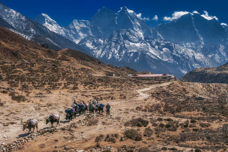 base camp trek photos yaks