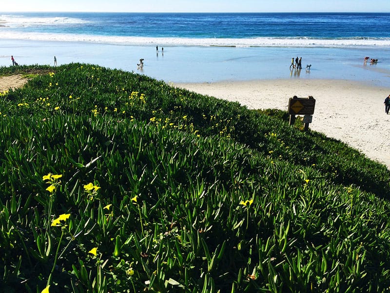 carmelo | spiagge della california