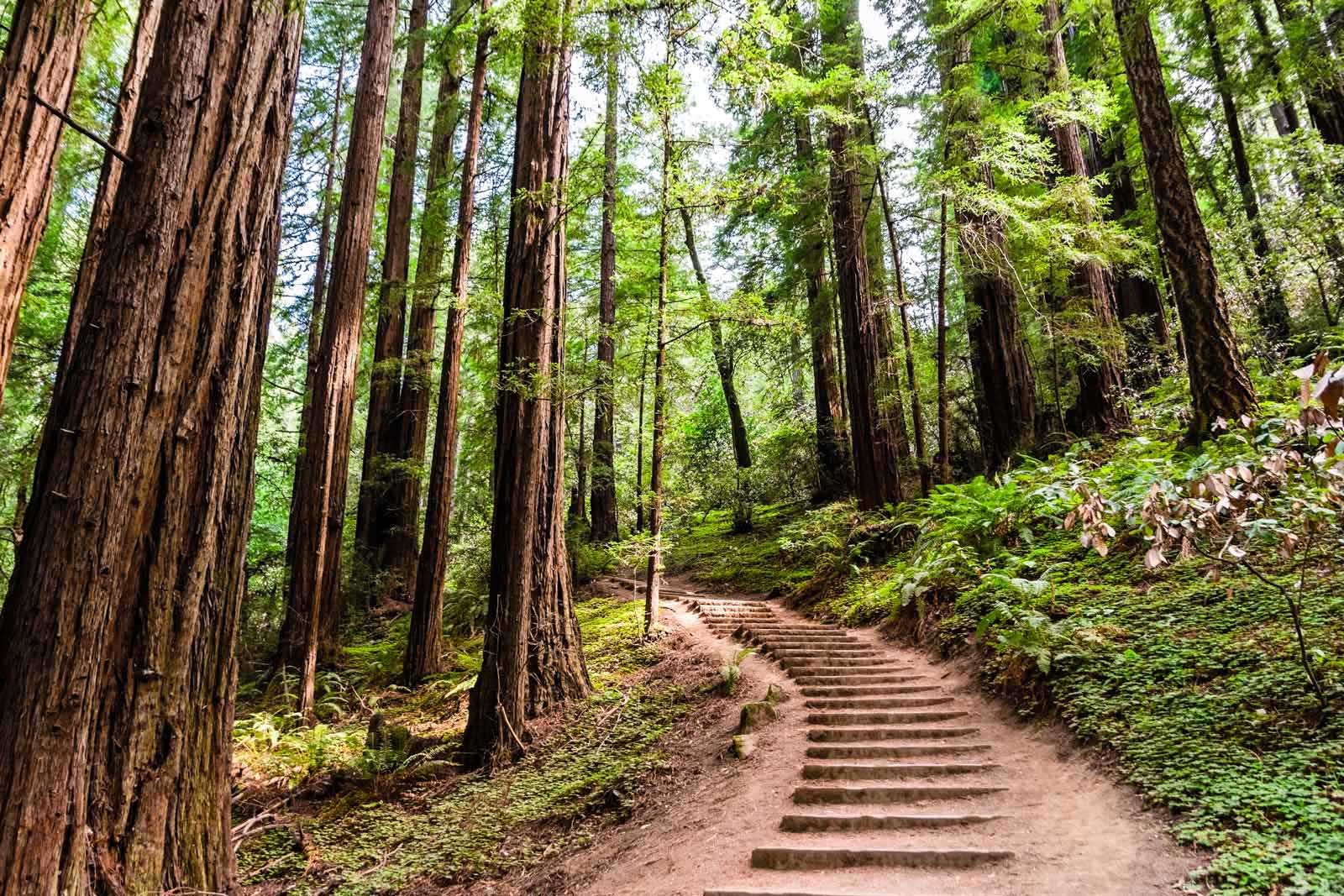 best day trips from san francisco muir woods