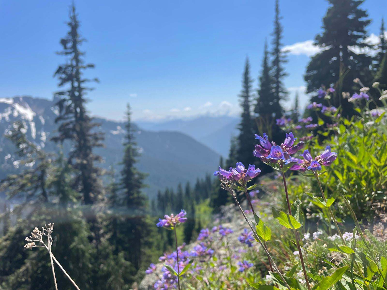 hikes in mount rainier Bench and Snow Lakes 