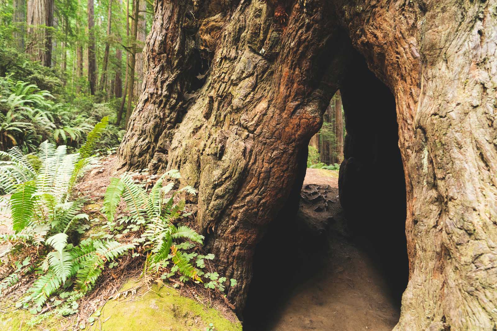 best national parks in the usa redwood national park