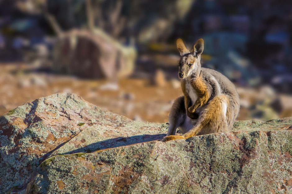 places to visit in australia yellow tailed rock wallabie