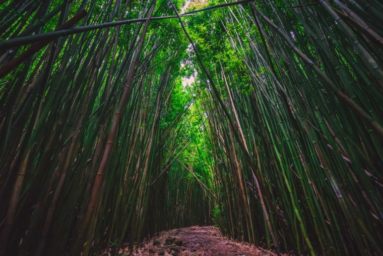 Amazing view of the Bamboo forest at the end of the Road to Hana