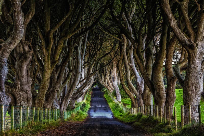 road trip destinations | northern ireland dark hedges