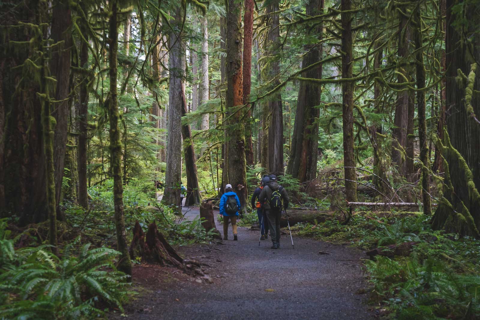 Best things to do in Olympic National Park