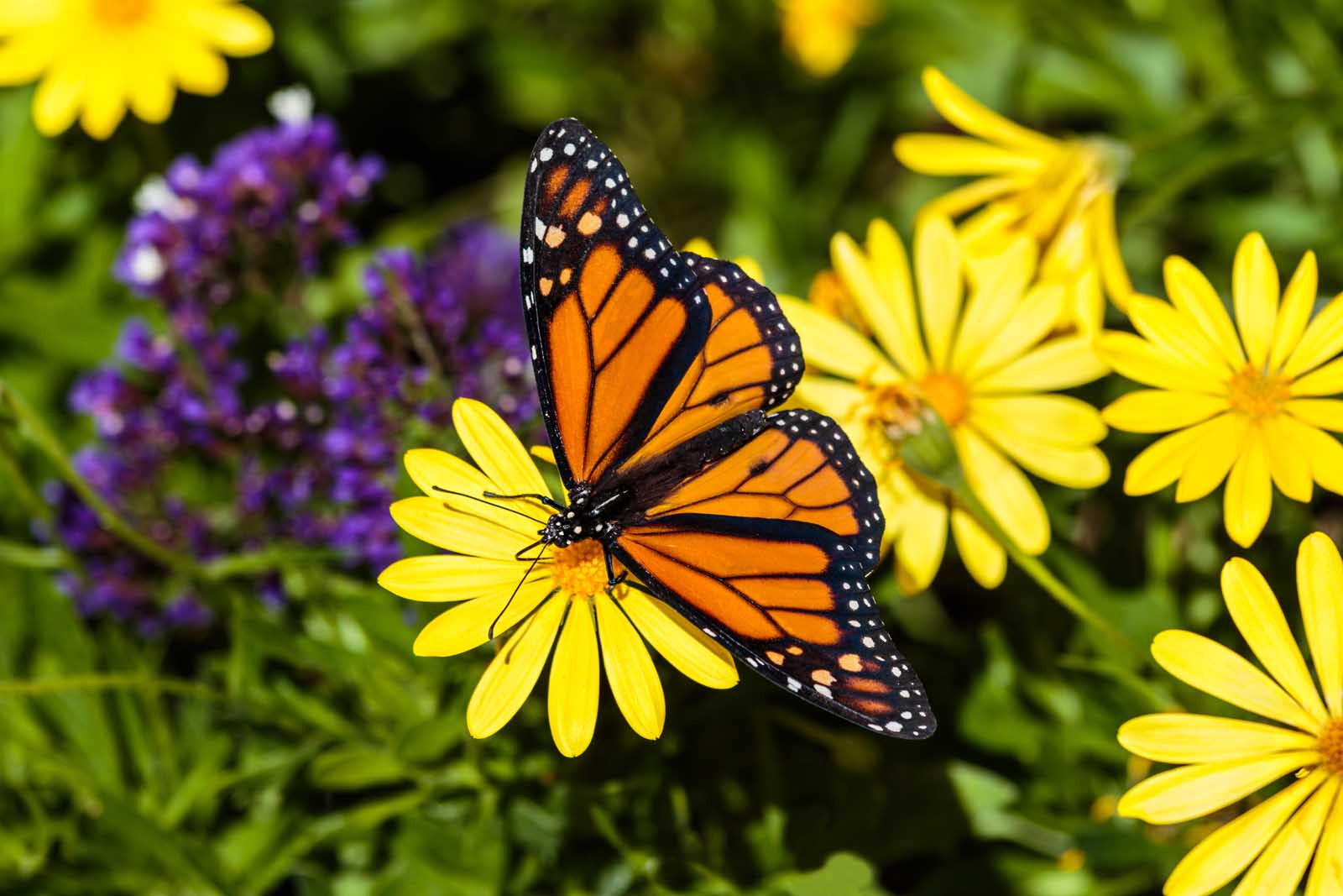Best things to do in Fort Lauderdale Butterfly World