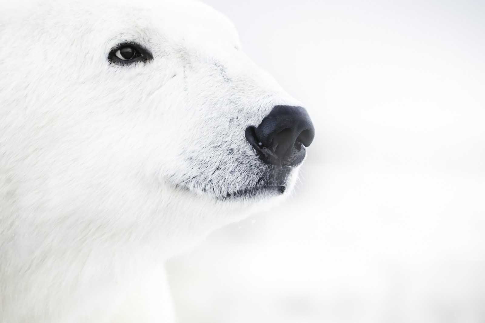 travel charities polar bears