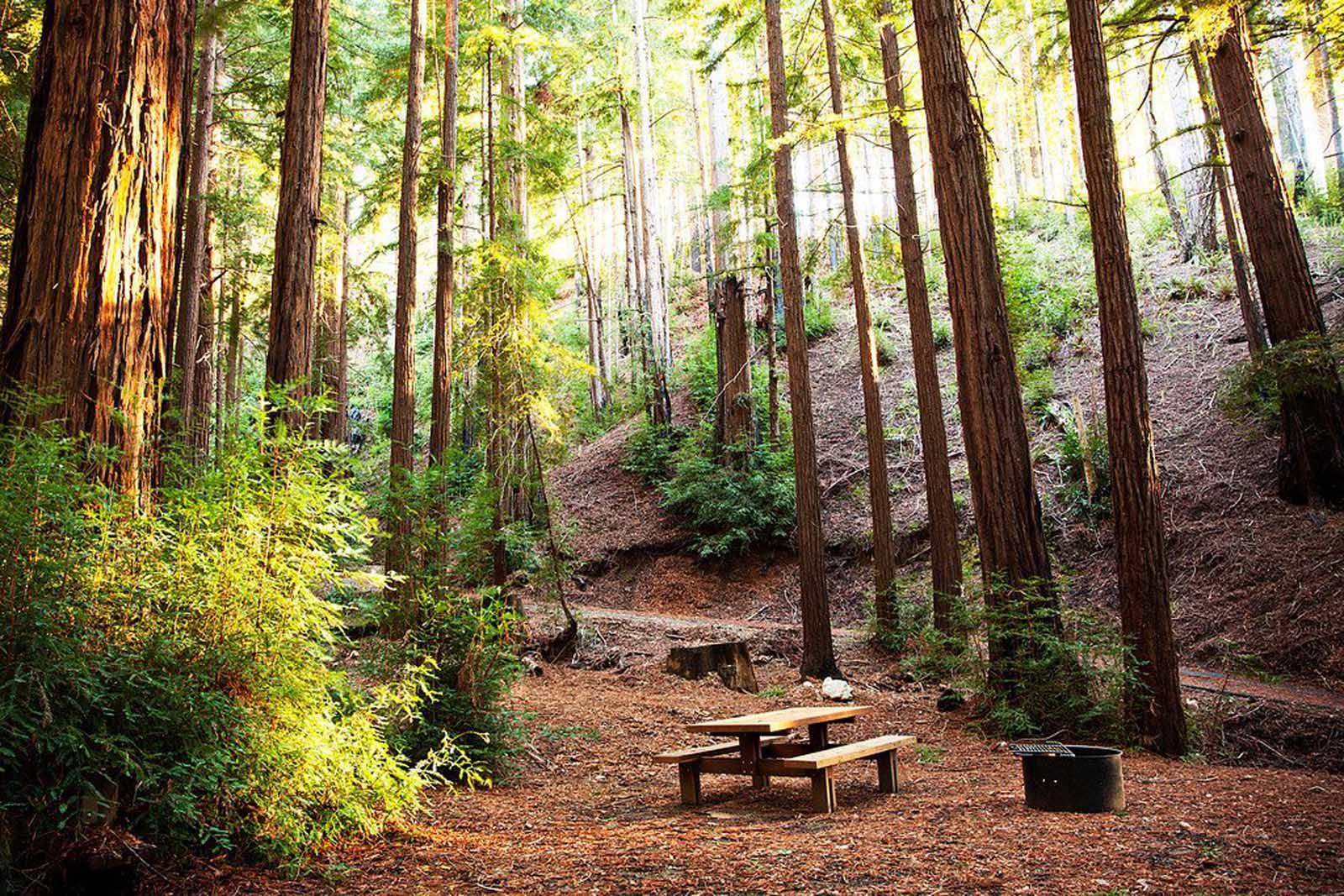 where to camp in big sur redwood forest