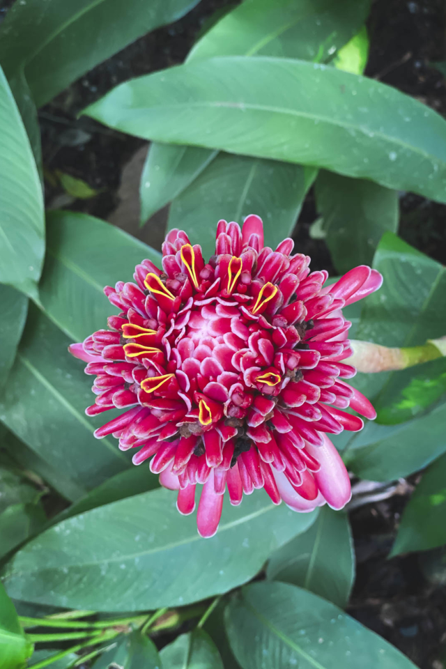 best things to do in miami fairchild tropical botanic garden