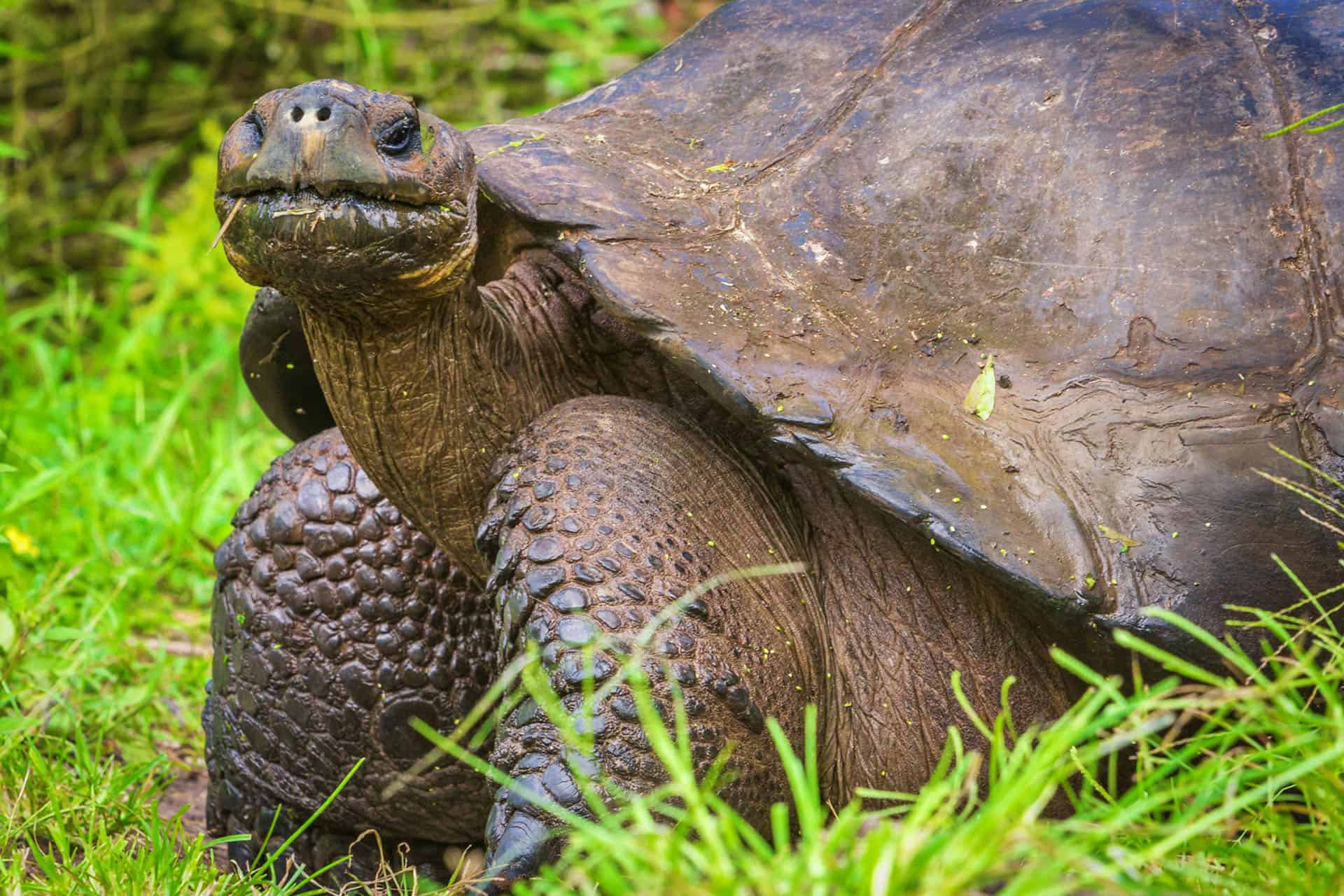 giant galapagos tortoise