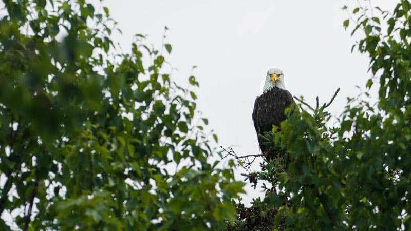 cabot trail eagle
