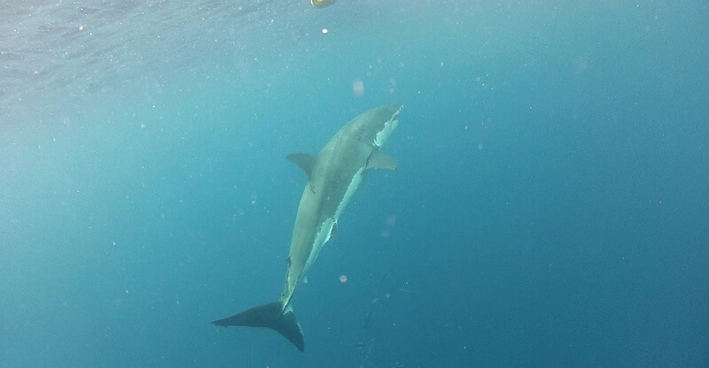 cage diving great white sharks Australia