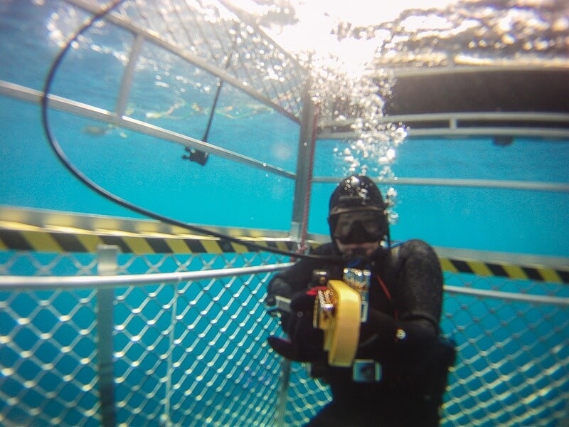 cage diving great white sharks Dave plays guitar under water