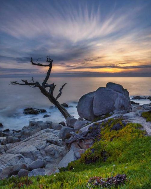 The Ghost Tree of 17 Mile Drive