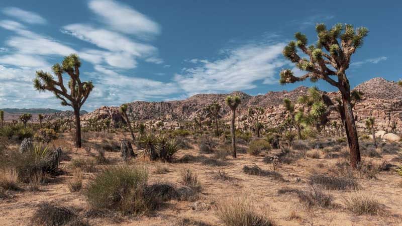 california road trip joshua tree national park