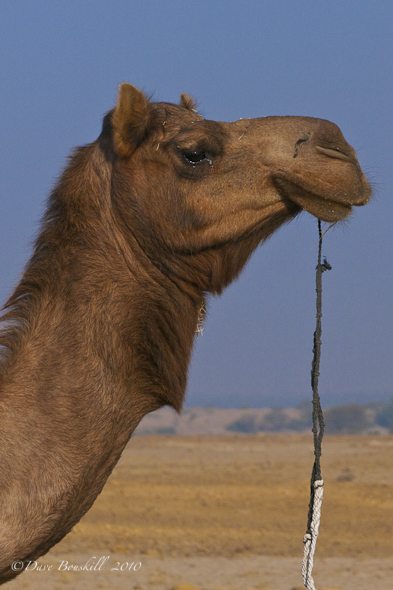 camel-in-rajasthan-india