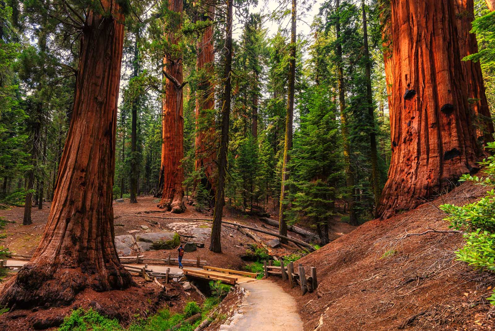 best places to camp in california redwoods