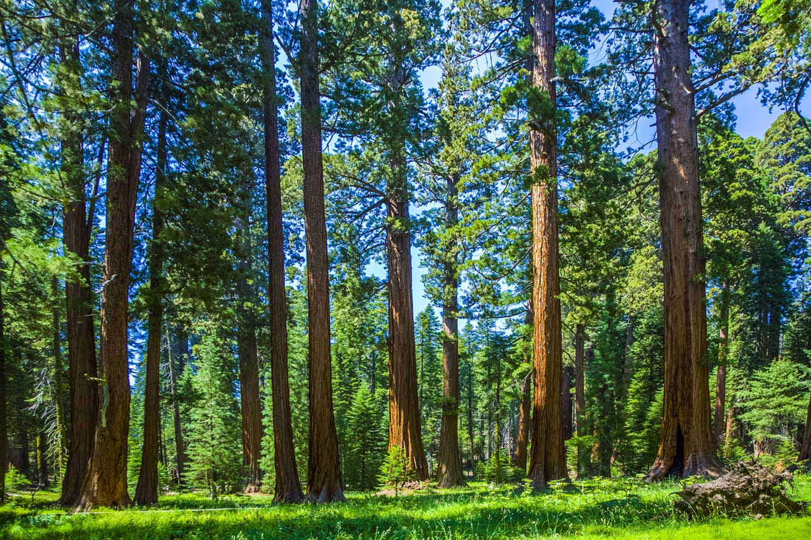 best camping in california sequoia