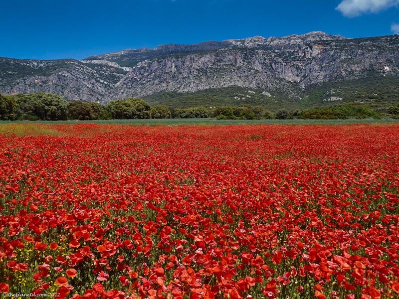 poppy field of Catalunya Spain