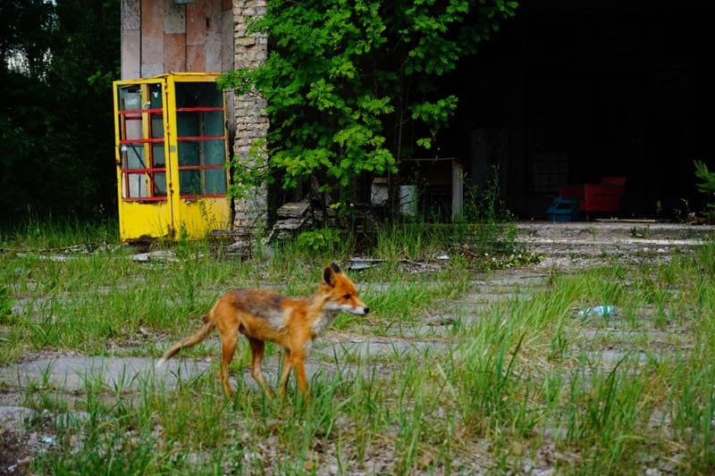 chernobyl pictures | fox running