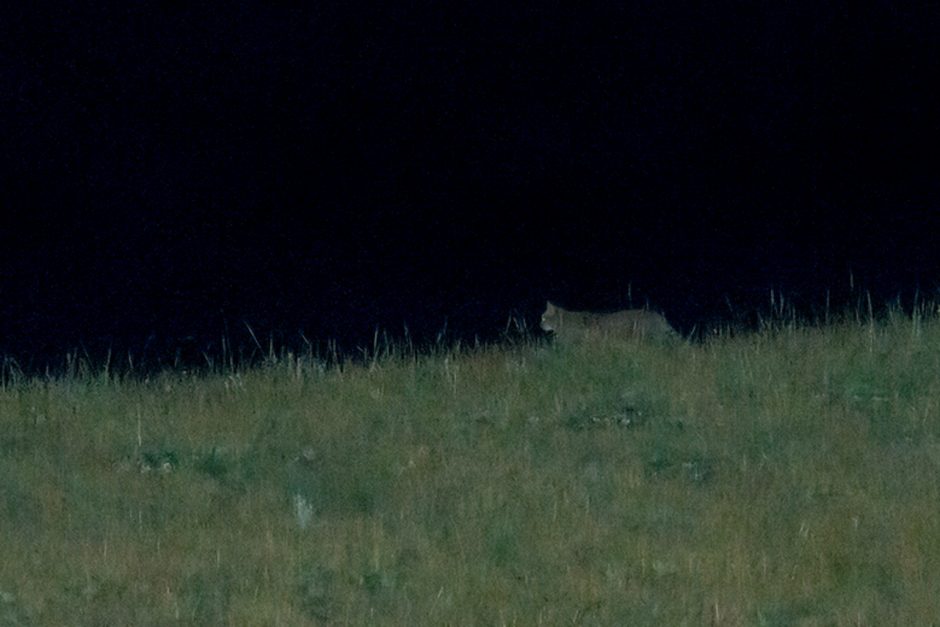 chinese mountain cat night