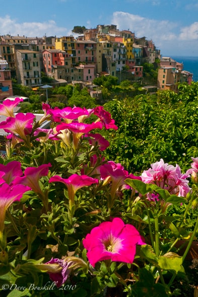 cinque-terres-walk flowers