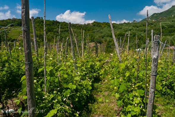 cinque-terres-walk vineyards