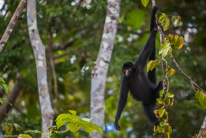 facts about costa rica a lot of monkeys