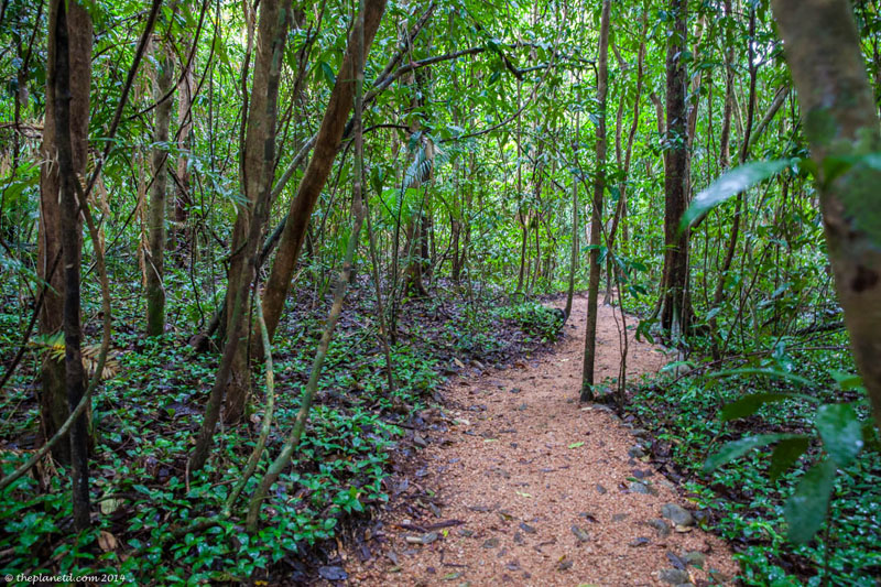 daintree rainforest trail