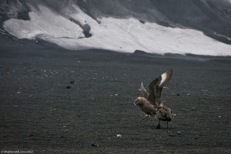 deception island birds