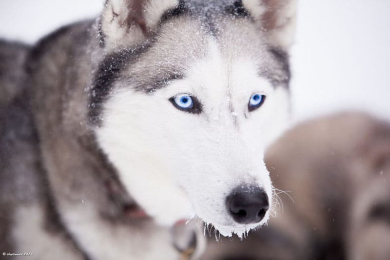 The Misconceptions of Dogsledding