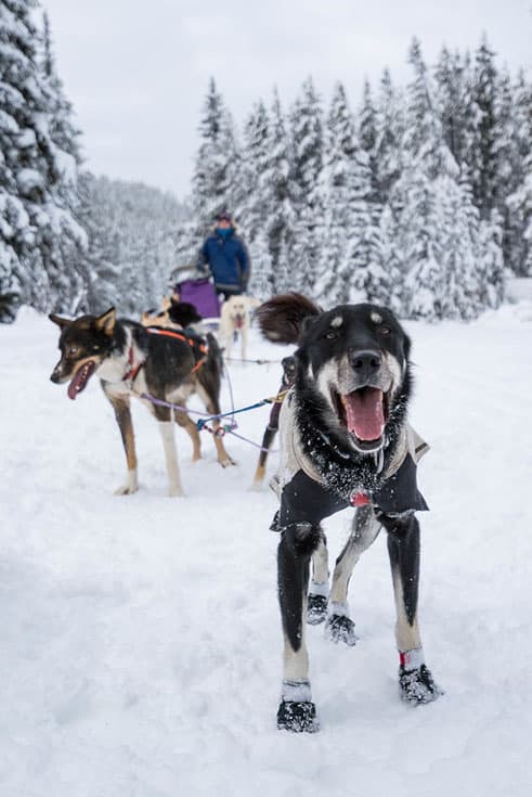 banff dogs