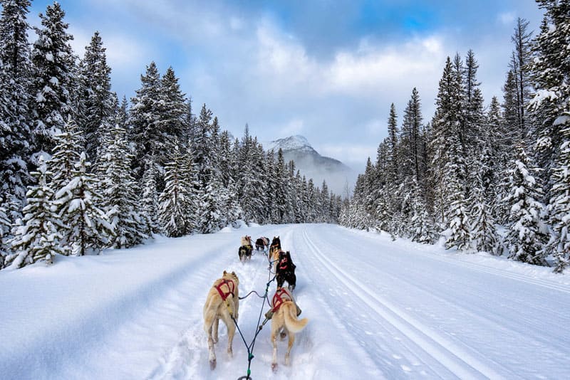 dogsledding banff run