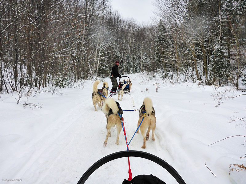 dogsledding ontario dogs