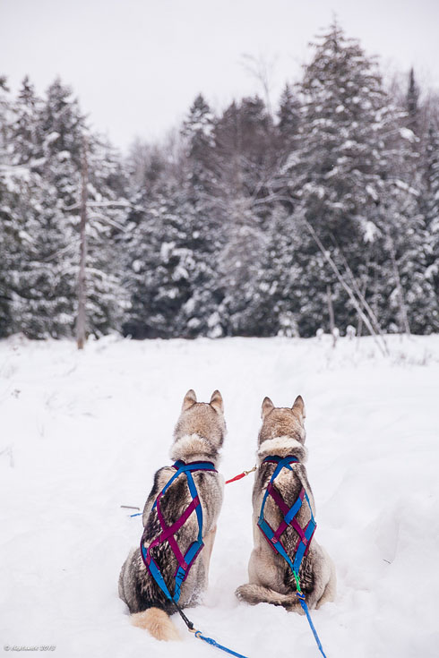 dogsledding ontario forest