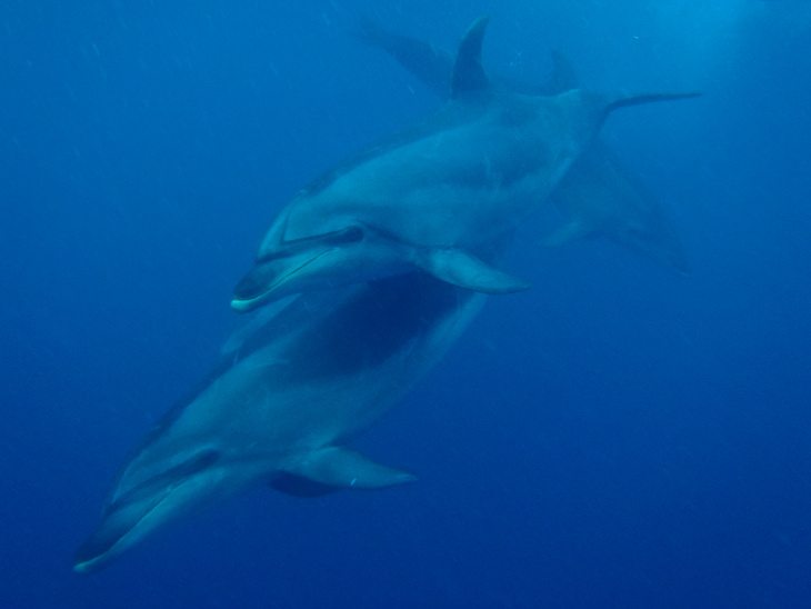 dolphin encounter new zealand bottlenose