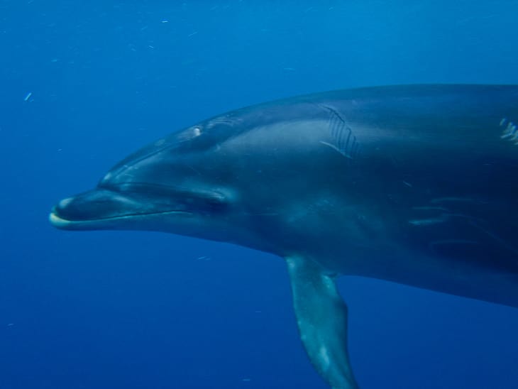 dolphin encounter new zealand face