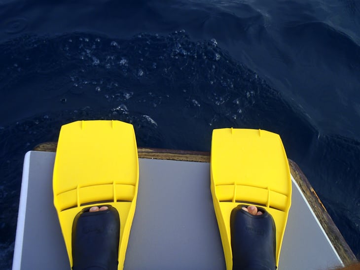flippers for swimming with dolphins