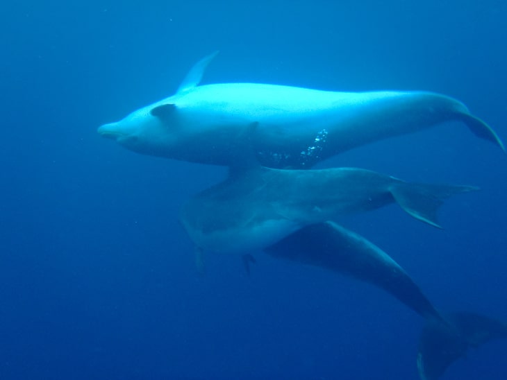 swimming dolphins