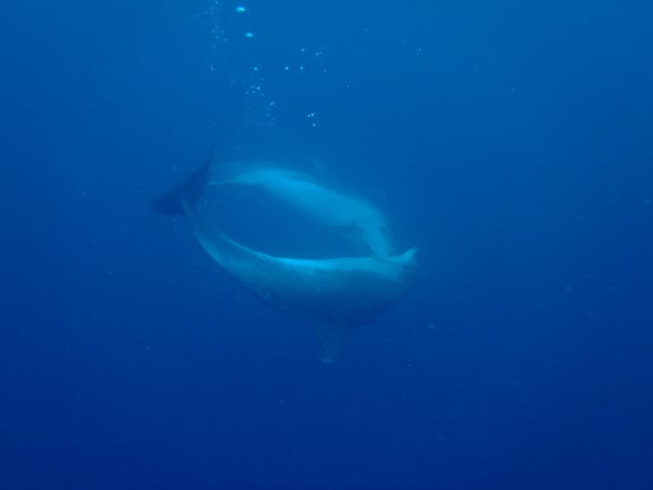 dolphin encounter new zealand swirl