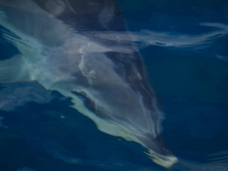 dolphin encounter new zealand under water