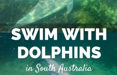 Swimming with dolphins is unforgettable wildlife experience. Our dolphin swim in Baird Bay South Australia was incredible and the dolphins were so friendly.