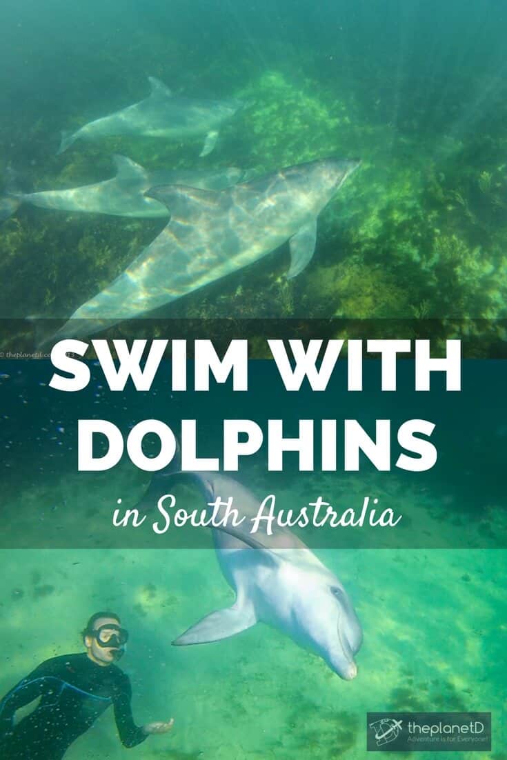 Swimming with dolphins is unforgettable wildlife experience. Our dolphin swim in Baird Bay South Australia was incredible and the dolphins were so friendly.
