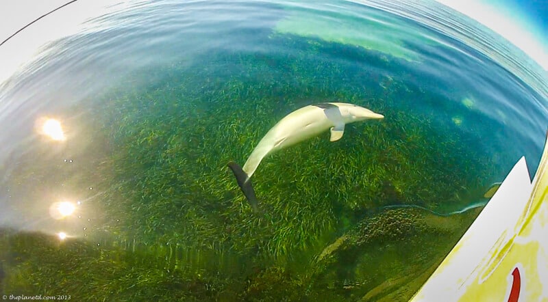 dolphin swim South Australia playful dolphin
