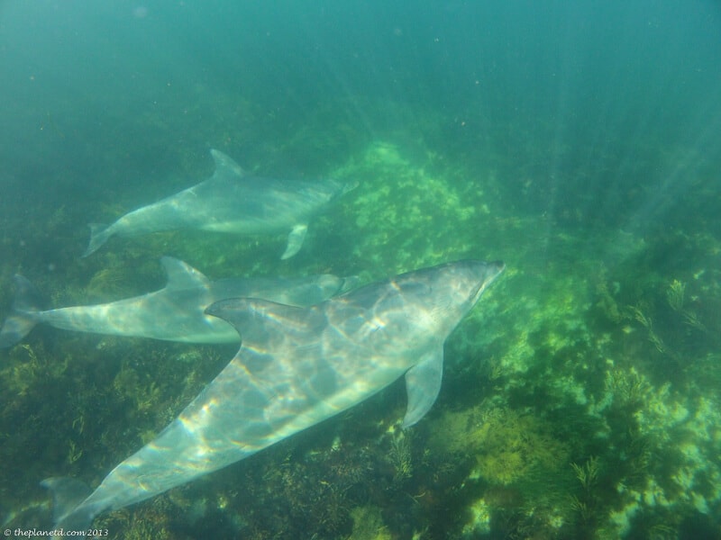 dolphin swim South Australia pod of dolphins