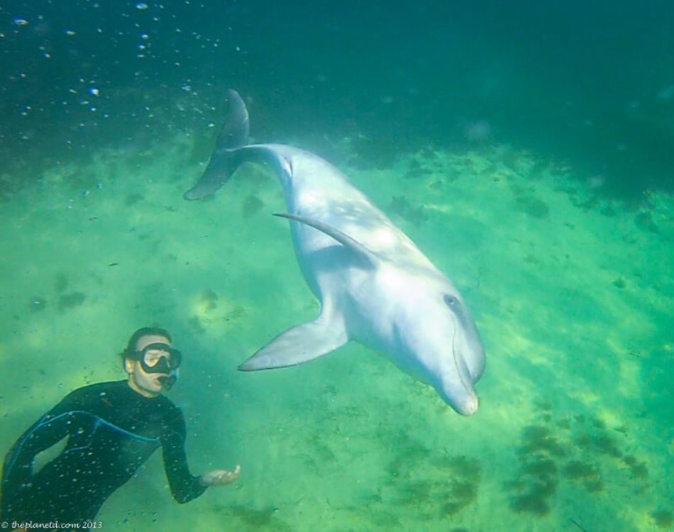 Swim with Dolphins – South Australia