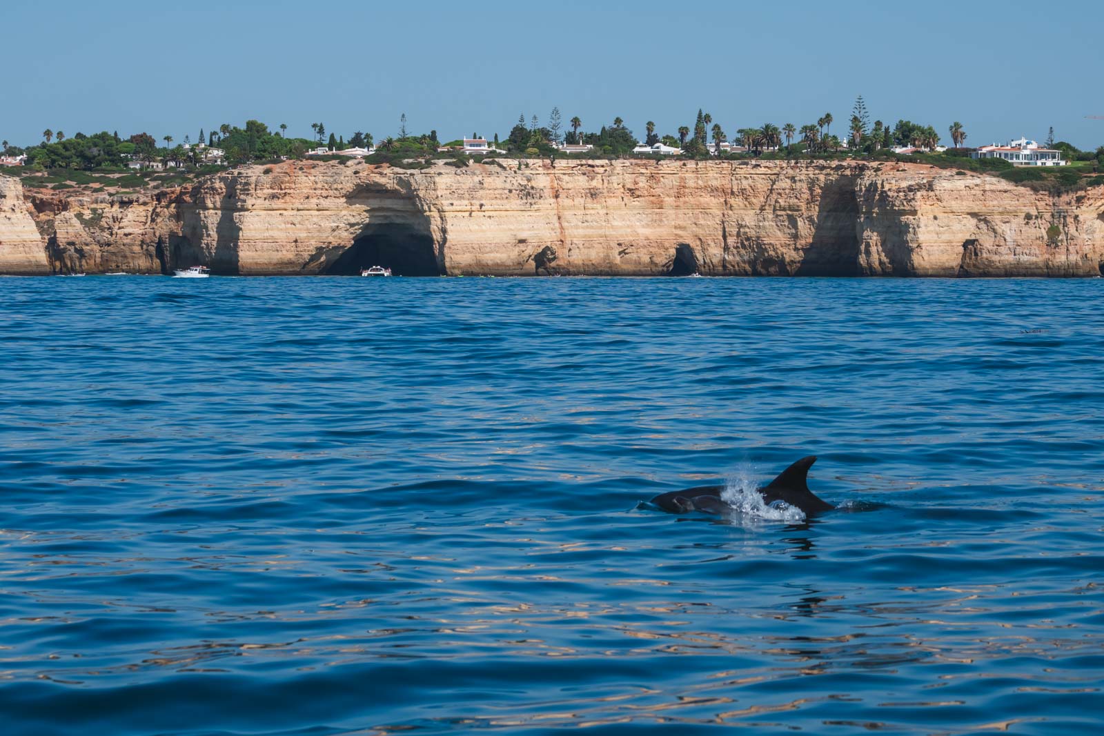 things to do in the algarve Portugal Dolphin Watching
