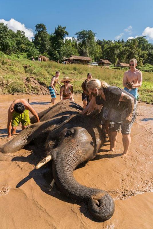 chiang mai elephant sanctuary bathing elephants