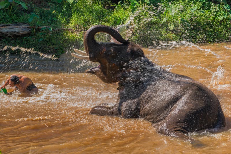 chiang mai elephant bathing