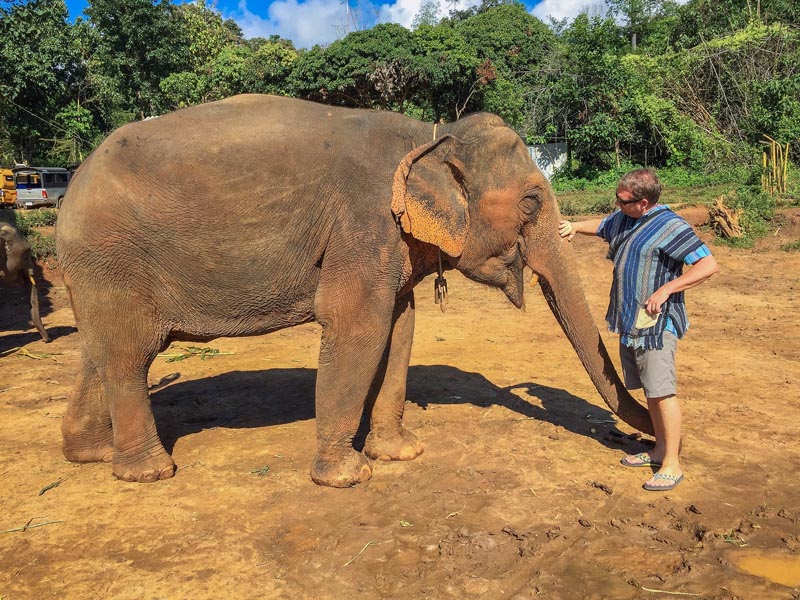 elephant sanctuary chiang mai dave adult